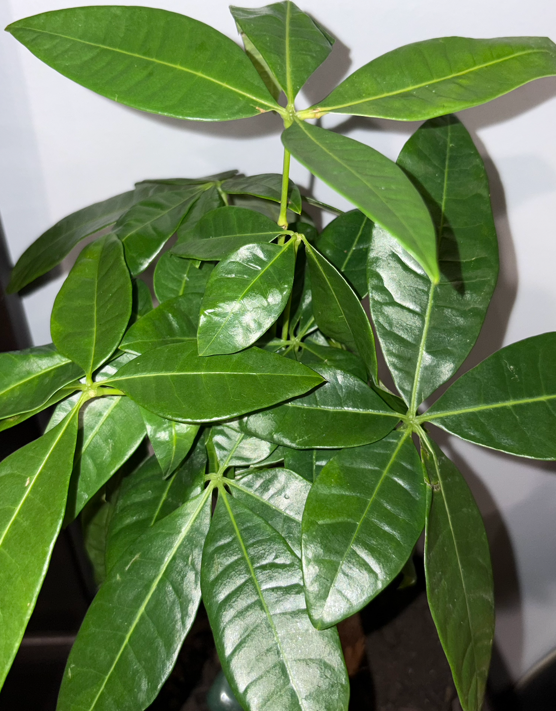 show me money tree Buy Money Tree Braided - Good Luck Tree